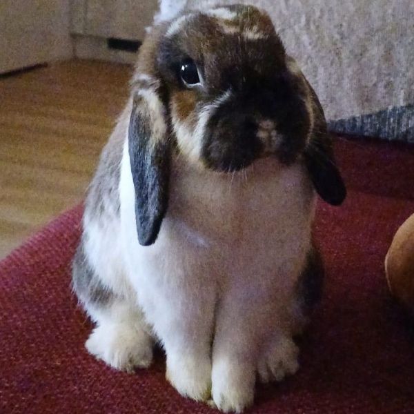 Snuffie