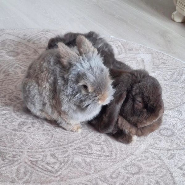 Willow (v) &amp; Sage (m)