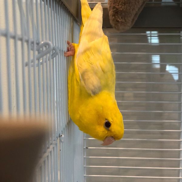 Polly