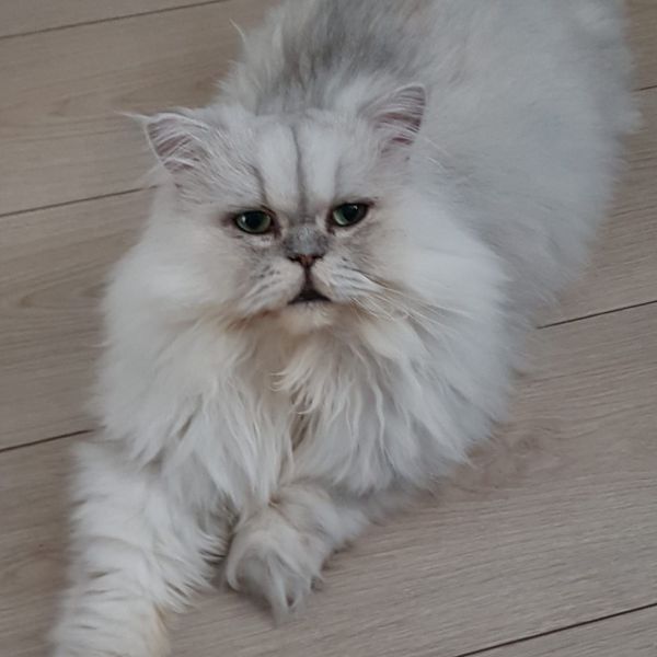 Yeti