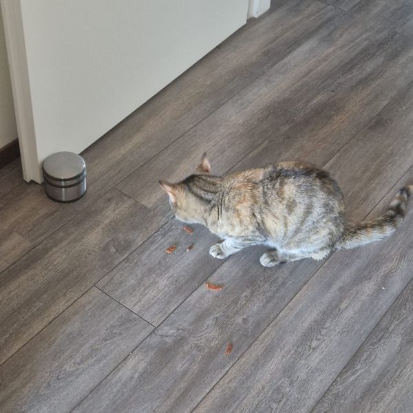 Yuki