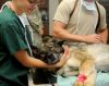 Wie betaalt de dierenartsrekening als er iets gebeurt bij de oppas