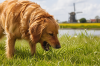 Waarom eet mijn hond gras? 9 oorzaken + wanneer je je zorgen moet maken