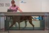 Wist je dat? Fysiotherapie er niet alleen is voor honden met klachten
