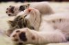Zorgeloos op vakantie: hoe een verzekering voor je kat je gemoedsrust geeft