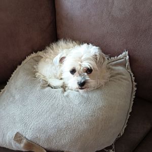 Sonja