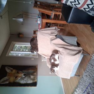 Marja