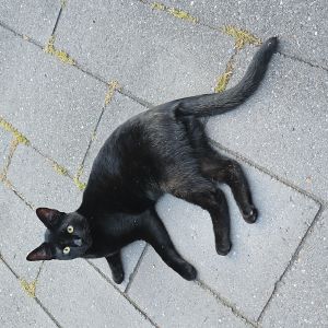 Annelies