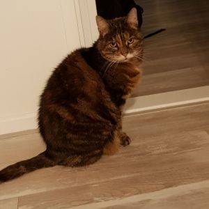 Daphne