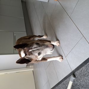 Wilma