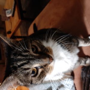 Anja