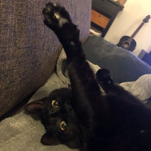 Marja