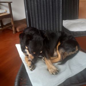 Loesje