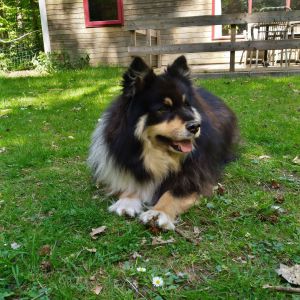 Saskia