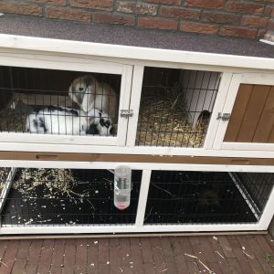 Mirjam