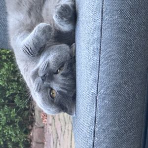 André