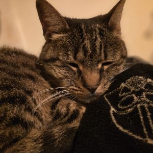 Marita