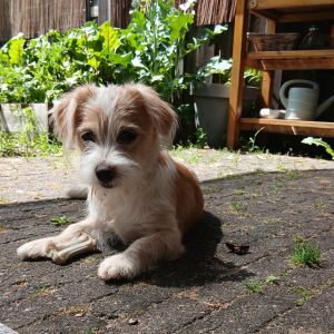 Mirjam