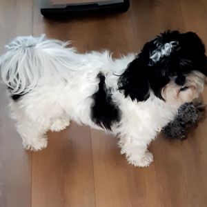 Marja