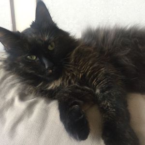 Sonja