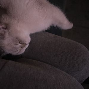 Ali