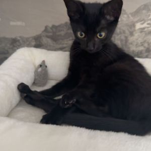 Tobias