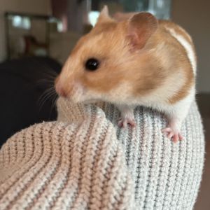 Elske