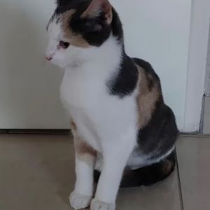 Mieke