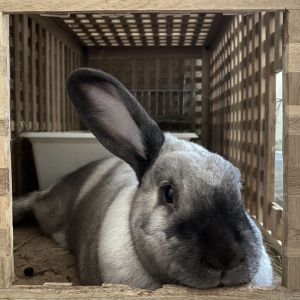Esther