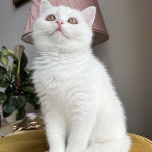 Suzan