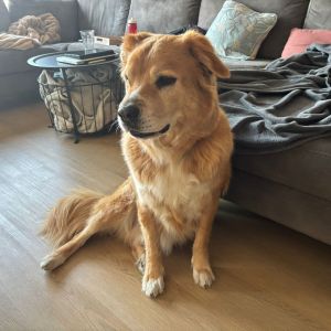 Daphne
