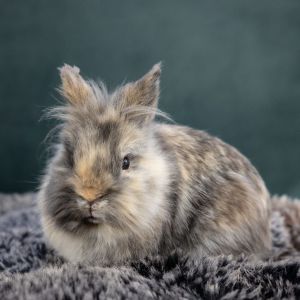 Margriet