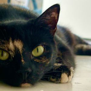 Sabrina