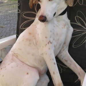 Hennie