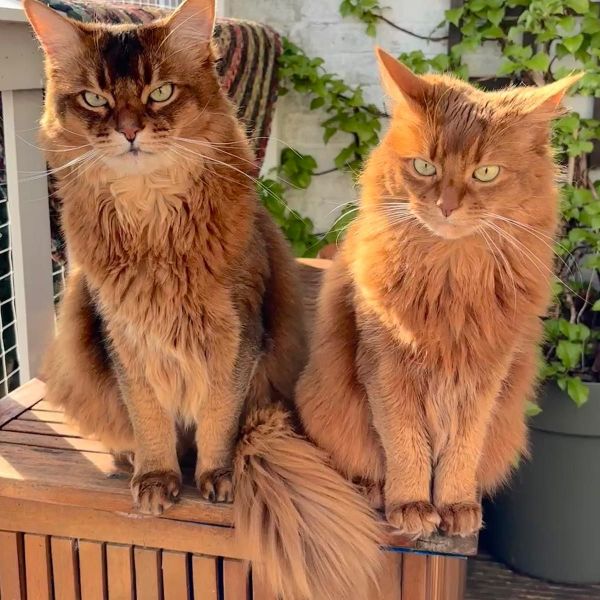 Abu, Pommetje uit Den Haag zoekt een Kattenoppas