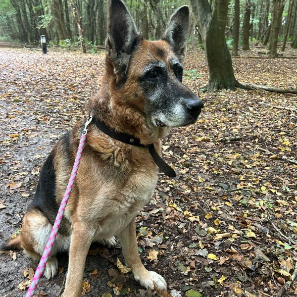 Huisdierenoppas Kirsten uit Holsloot