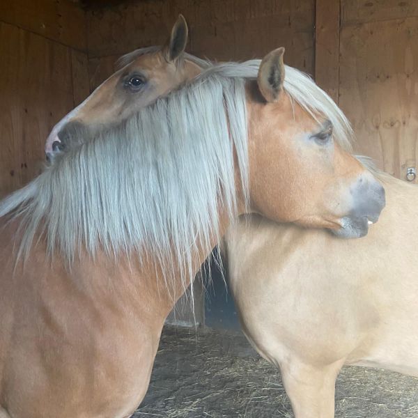 3 paarden, 1 hond, 1 kat uit Heinkenszand zoekt een huisdierenoppas