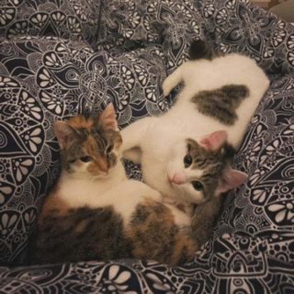 Coda, Cleo uit Zeist zoekt een Kattenoppas