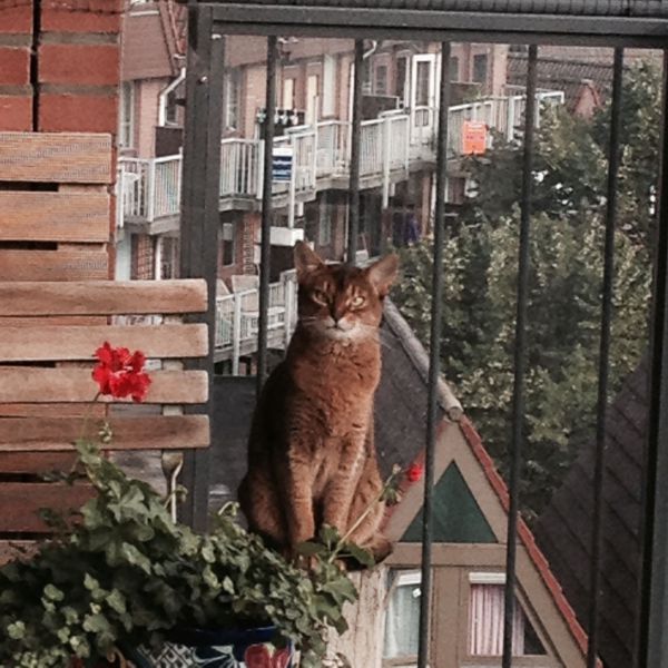 Purdie uit Rotterdam zoekt een Kattenoppas