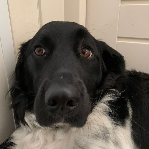 Huisdierenoppas Hilde uit Enschede