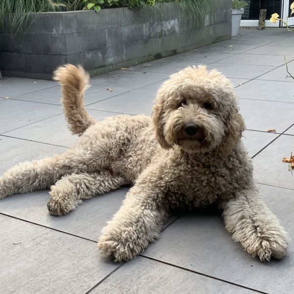 Mitch uit Amstelveen zoekt een Hondenoppas