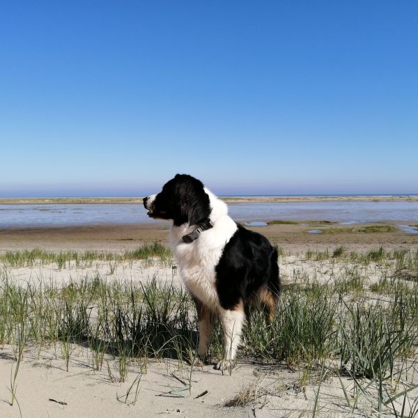 Puck uit Nij Beets zoekt een Hondenoppas