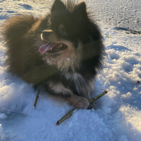 Evi uit Krimpen Aan Den Ijssel zoekt een Hondenoppas