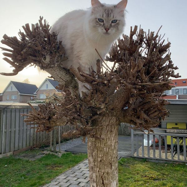 Rocky, Fay, Misty uit Kudelstaart zoekt een Kattenoppas