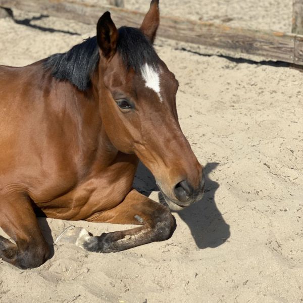 Vhiero, Amica, Bambi uit Nieuwveen zoekt een Paardenverzorger