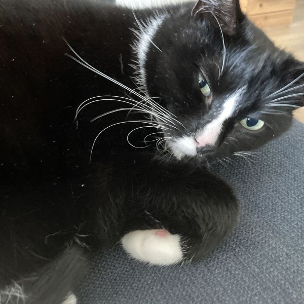 Billie uit Amsterdam zoekt een Kattenoppas