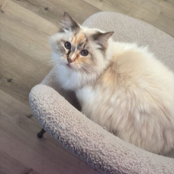 Jazz, Lynn uit Oss zoekt een Kattenoppas