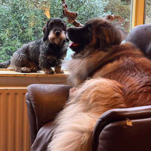 Lola uit Wolfheze zoekt een Hondenoppas