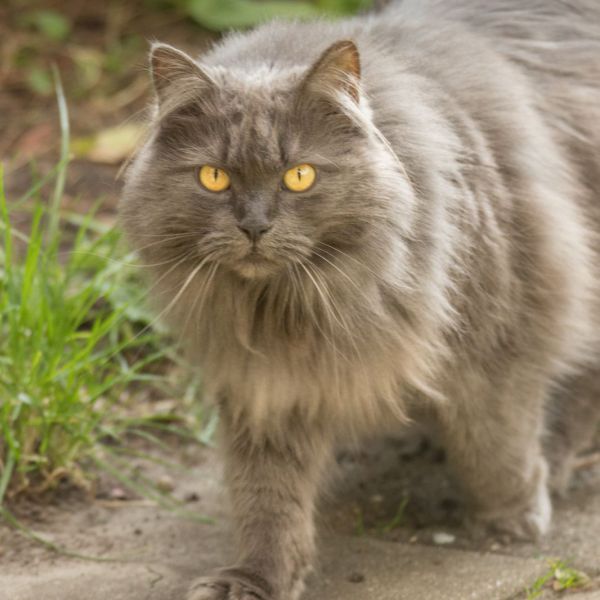 Kattenoppas Jacqueline uit Oostvoorne