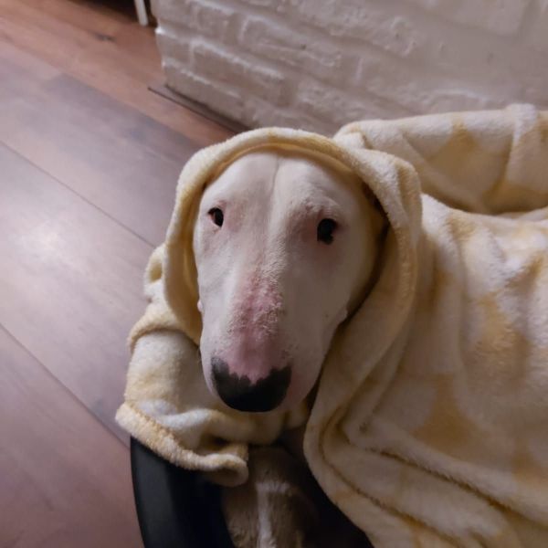 Ollie uit Heerlen zoekt een Hondenoppas